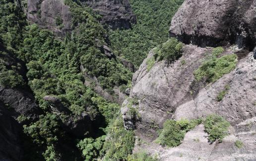 Mountain vegetation 10