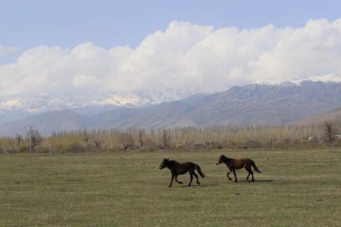 Grassland horse ranch 18