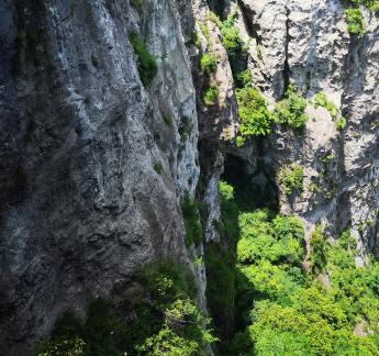 Green Wilderness and Tranquility 4