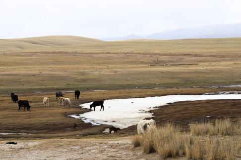 High mountain pasture 13