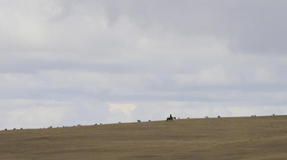 High mountain pasture 14