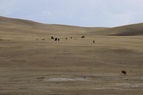 High mountain pasture 16