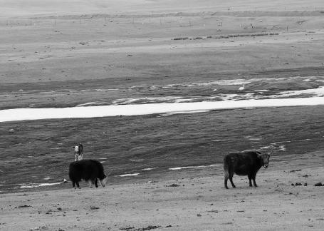 High mountain pasture 9