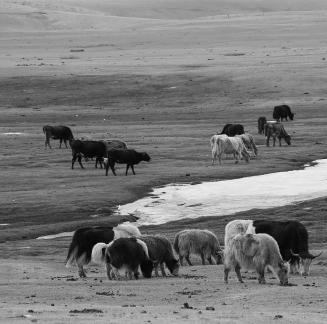 High mountain pasture 11