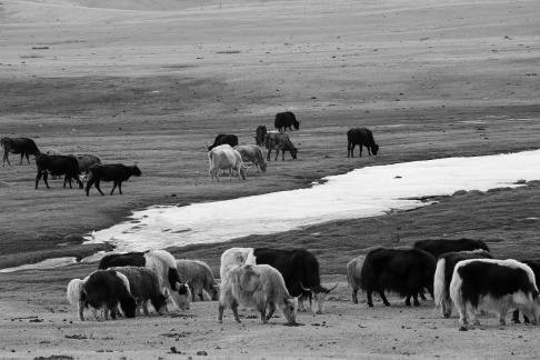 High mountain pasture 12