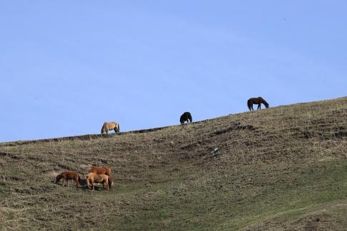 High mountain pasture 5