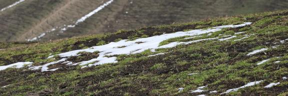 Snowline vegetation 4