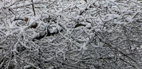 Snowy winter branches