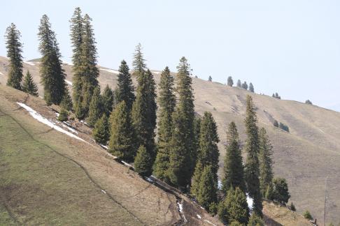 Winter Green Space 7