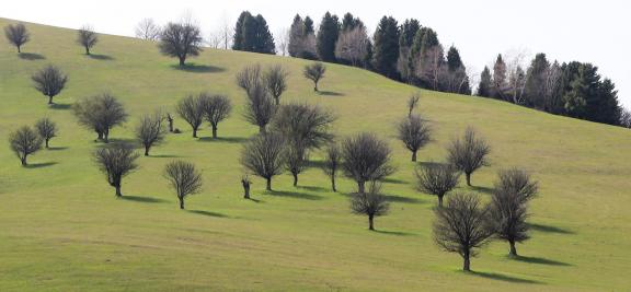 Winter Green Space 12