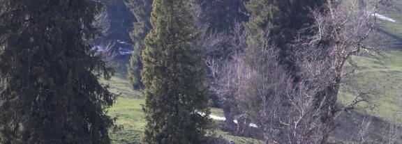 Cold Mountain Green Shadow 24