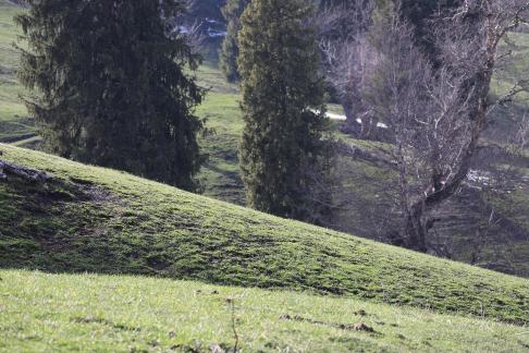 Cold Mountain Green Shadow 25