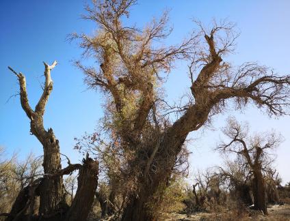 Desert vegetation 13