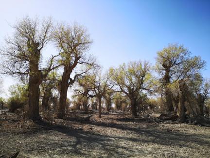 Desert vegetation 14