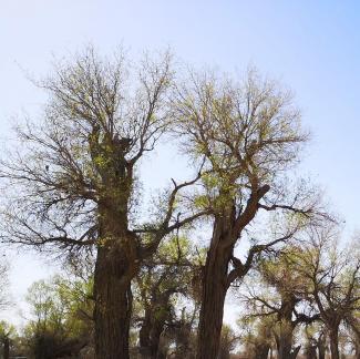 Desert vegetation 15
