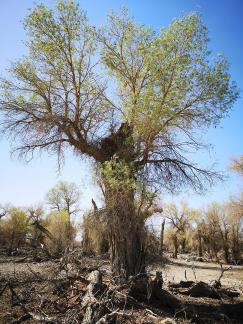 Desert vegetation 16
