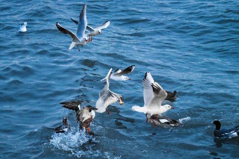 Seagulls snatch food