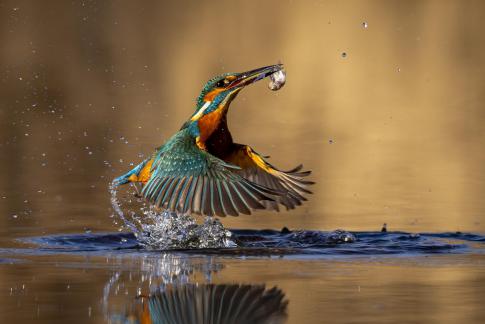Kingfisher Fish and Water