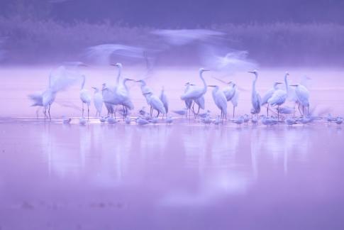 Fairy tale morning  herons