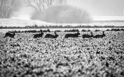SPRING HARES