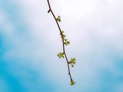 Green branches and leaves 2