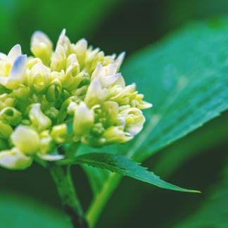 Surrounded by clusters 2