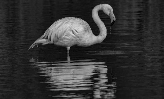 Flamant avec goutte NB