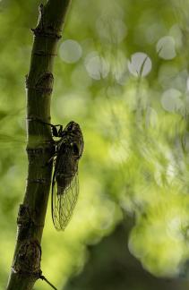 Cicada Shadow 2