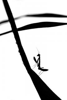 carefree and leisurely