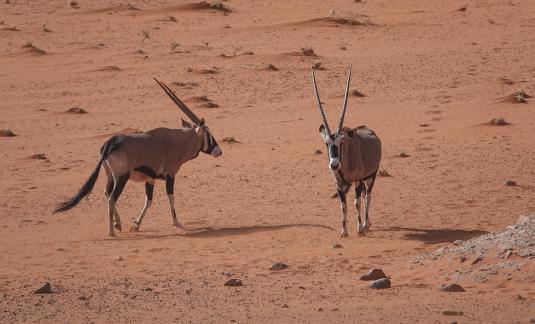 Oryxes in desert