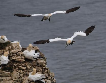 Looking to Land