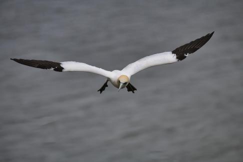 Gannet Flight