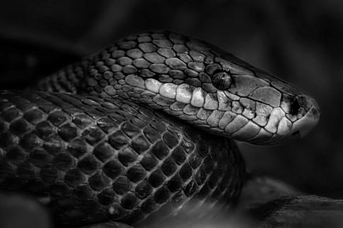Snake Head