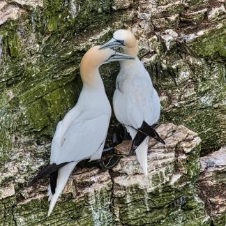 Gannet Accord