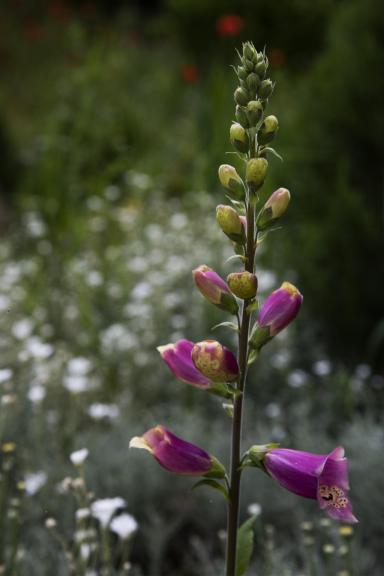 Bellflower