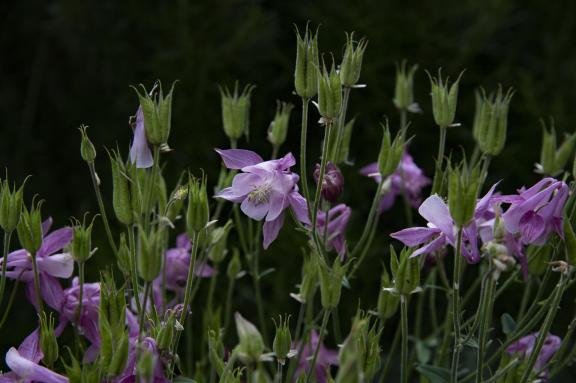 Unknown flowers-6