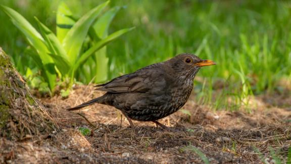 Blackbird 6084