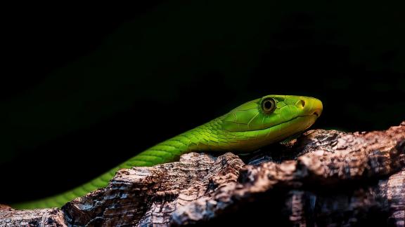 Dendroaspis viridis