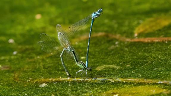 Libelle 0247