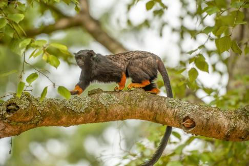 Rothandtamarin 5780