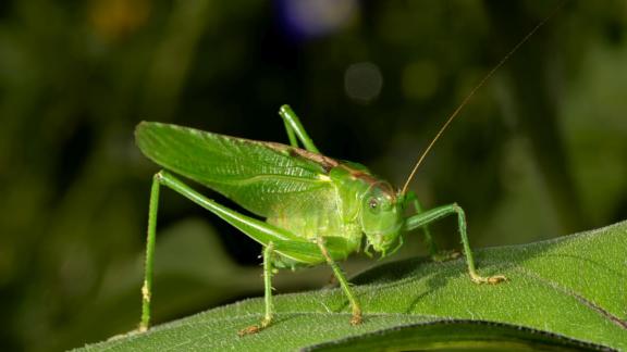 Tettigonia 6617