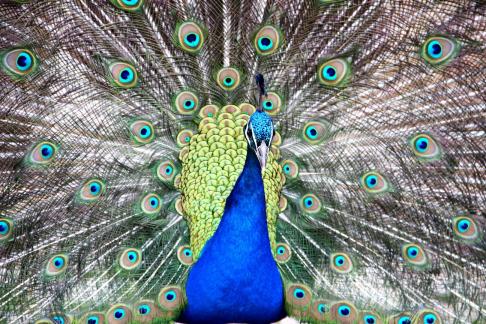 Peacock
