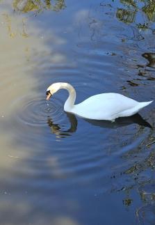 Swan