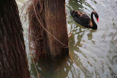 Black Swan Swimming in Water 1