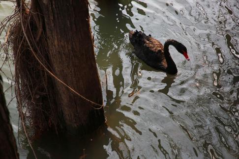 Black Swan Swimming in Water 2