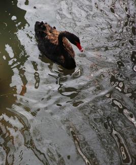 Black Swan Swimming in Water 3