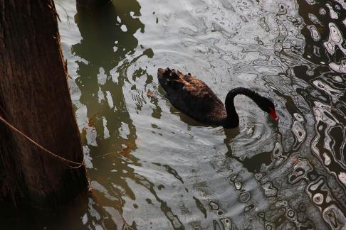 Black Swan Swimming in Water 4
