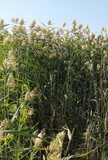 Reed Shadow 1