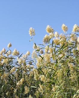 Reed Shadow 2