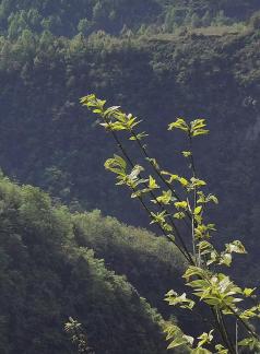 Spring warmth brings green 3